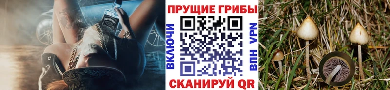 Галлюциногенные грибы прущие грибы  ОМГ ОМГ ССЫЛКА  Донской  как найти закладки 